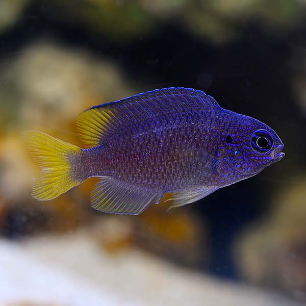 Biota Captive-Bred Sapphire Damselfish Biota Captive-Bred Sapphire Damselfish